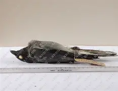 爱游戏体育 -c薾Z??l椒??€%籁搛扣攈罨?的简单介绍